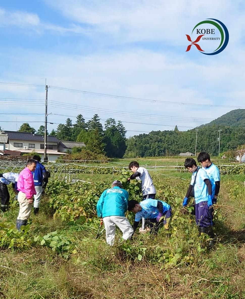 神戸大学農学部の学生が農作業体験をしている様子