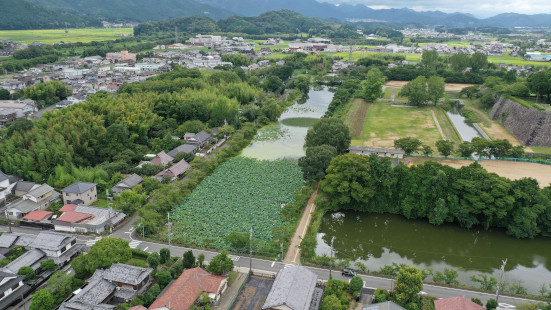 篠山城南堀のハスのモニタリング