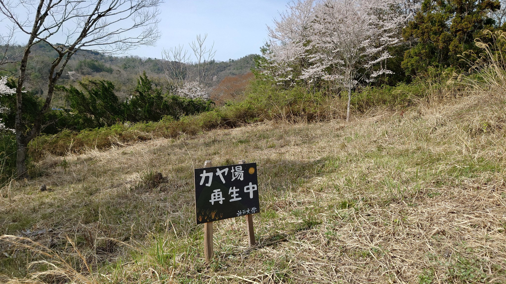 カヤ場プロジェクト，つづけ！